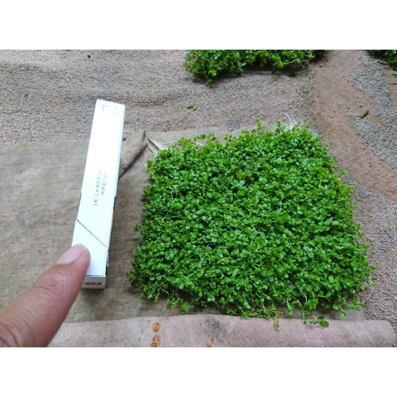 Monte Carlo carpet aquascape