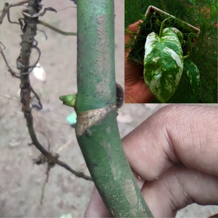 Bonggol rhaphidophora megasperma variegata bertunas