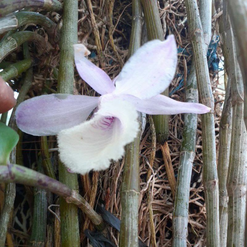 anggrek dendrobium aphyllum