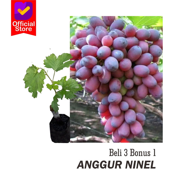 Bibit tanaman buah anggur ninel / anggur import ninel genjeh