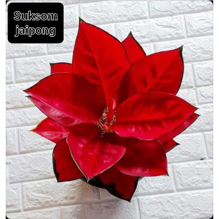 Aglonema Suksom Jaipong Culture | Tanaman Hias Aglonema Suksom Jaipong Remaja