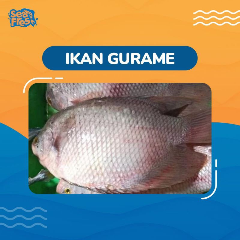 

Ikan Gurame 1 kg