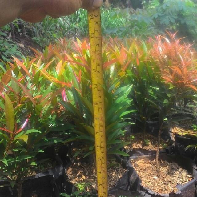 Bibit Pucuk Merah Biji