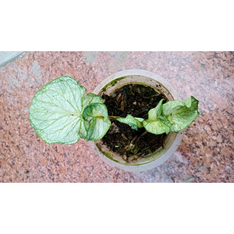 Satu Paket Caladium White Jaguar dan Leopard