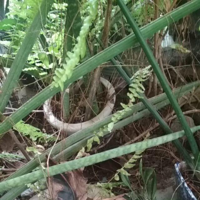 Bibit Durian Musangking Kaki3 Terlaris