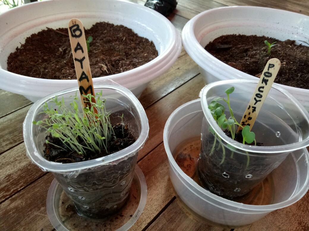 Eceran Media Tanam Tanah Subur Isi +/- 1kg