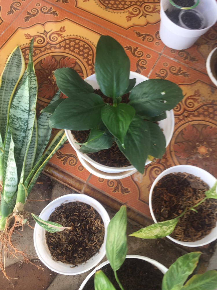 Bibit Tanaman Sepatu Vilum Bangkok Remaja