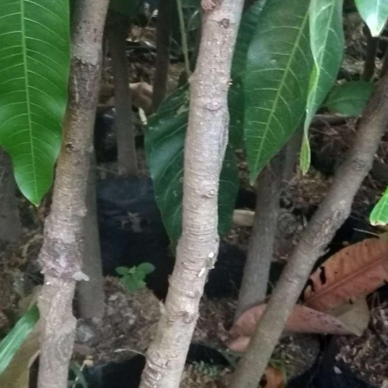bibit mangga Mahatir unggul Batang besar tinggi satu meter