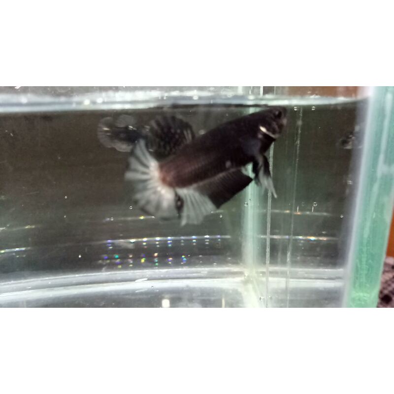 Ikan Cupang Janta Avatar Cooper Gold