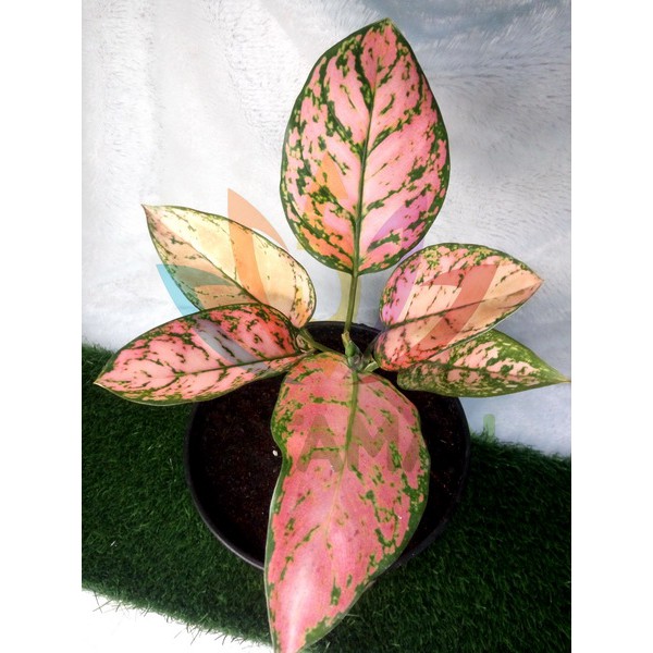 Aglaonema Lady Valentine / Aglonema Pink Lady Remaja