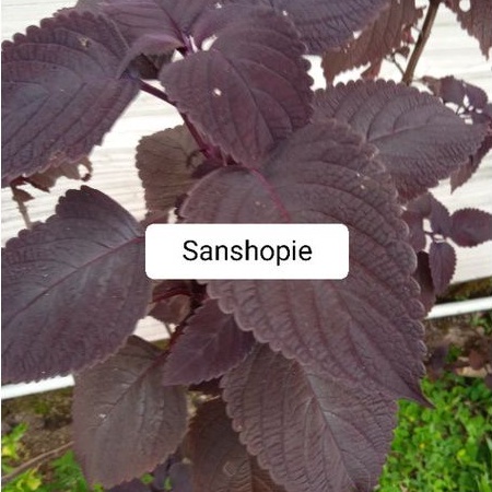 

Daun ileur segar atau jawer kotok 1 kg