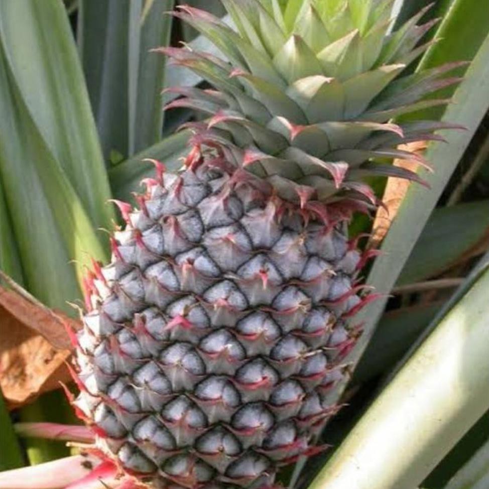 Product Grosir 6 Bibit Buah Nanas Madu Blitar U*