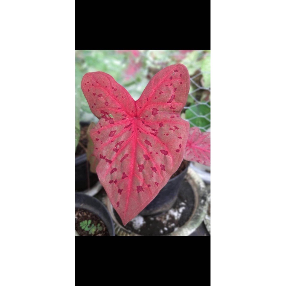 Umbi Caladium Leopard / Keladi hias hybrid import
