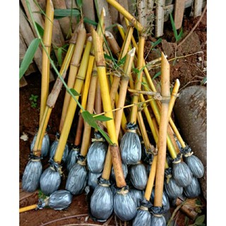 Bibit Bambu  hias bambu  KUNING HITAM dan Hijau Sudah 