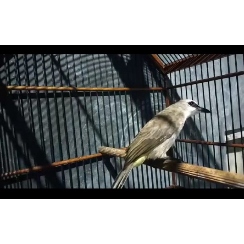 Burung Trucuk Kebo Jatim Rajin Bunyi Udah makan pur