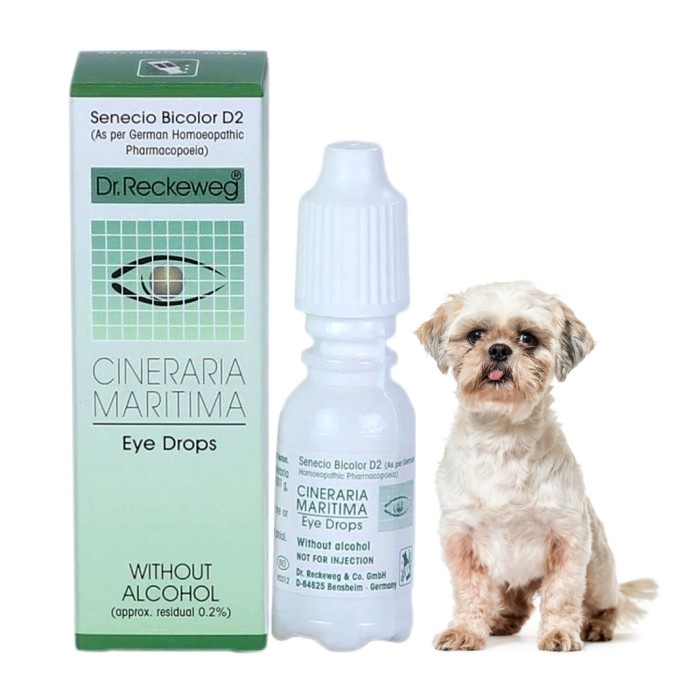 Dr Reckeweg Cineraria Maritima Tetes Mata Untuk Cataract Eye Drops Shopee Indonesia