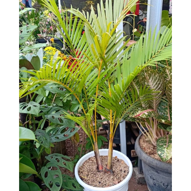 Palem Kuning / Pohon Palem Kuning