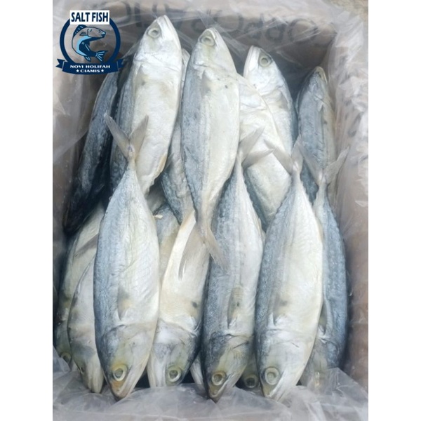 

PROMO Ikan Peda Putih Jumbo : 1 Kg