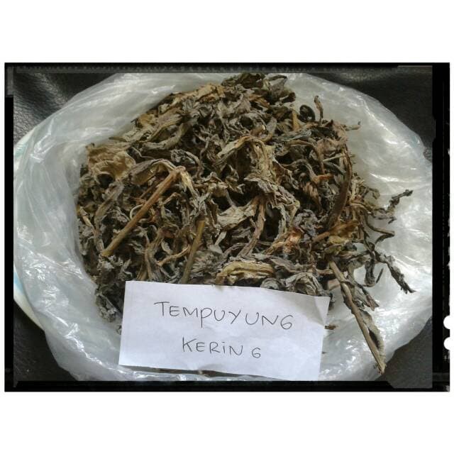 

HARGA GROSIR Daun Tempuyung Kering 100 gram Murah TERLARIS