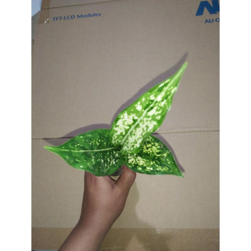 Aglonema Snow White / Snow White