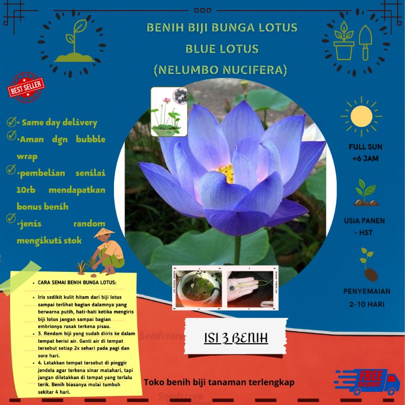 1 Nelumbo Nucifera, Blue (Blue Lotus) Seeds