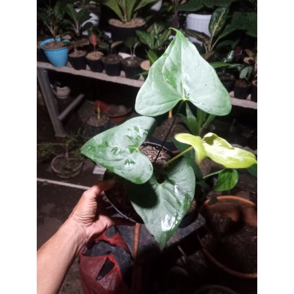 Tanaman hias anthurium pterodactyl real pict