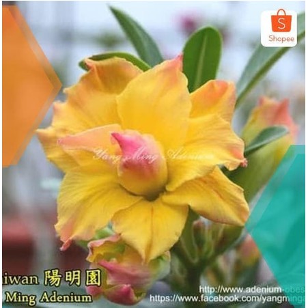 

TERBARU Bibit Adenium Kamboja Jepang Dun Huang 2