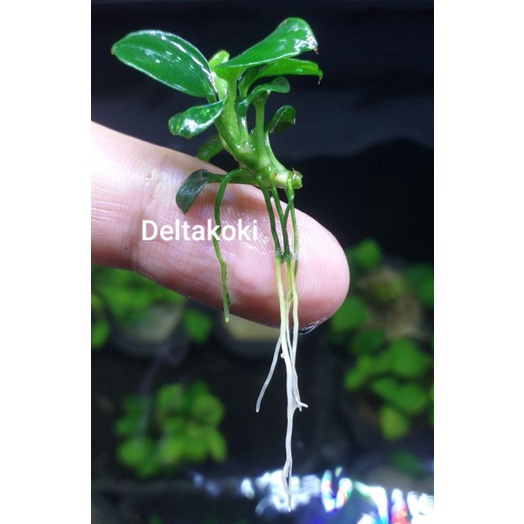 Anubias Petite - Tanaman Aquascape Petit