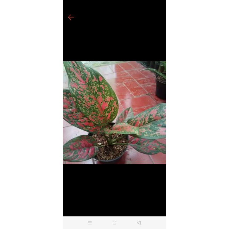 aglonema venus dewasa