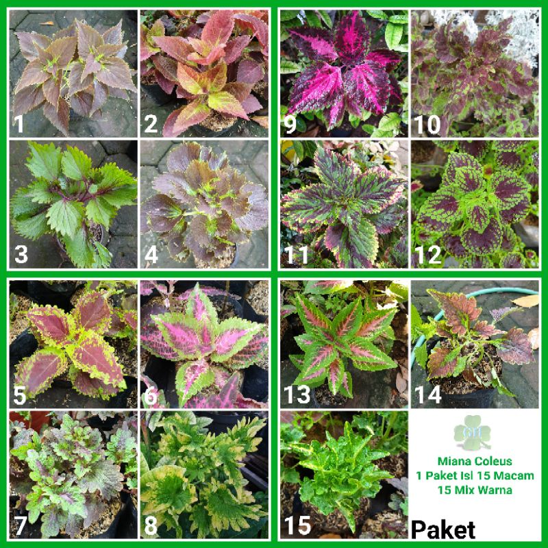 Tanaman Hias 1 Paket 15 Miana Coleus Jawer Kotok Iler Mix Warna Color