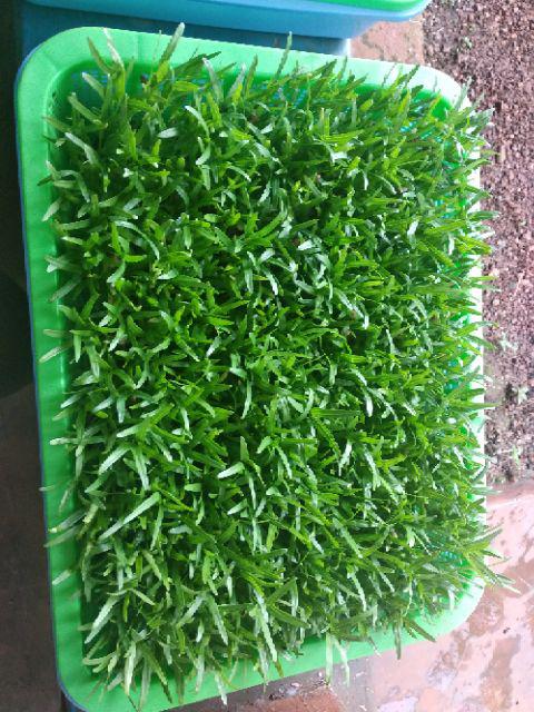 Biji Benih Sayur Bayam Merah