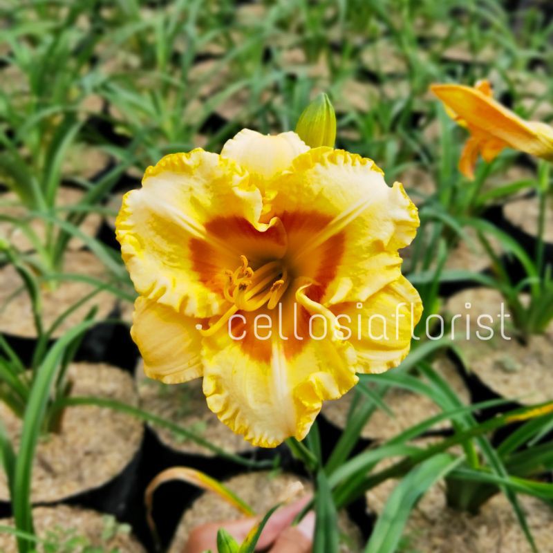 Tanaman Hias Bunga Lily Bangkok Kuning (Sudah Berbunga)