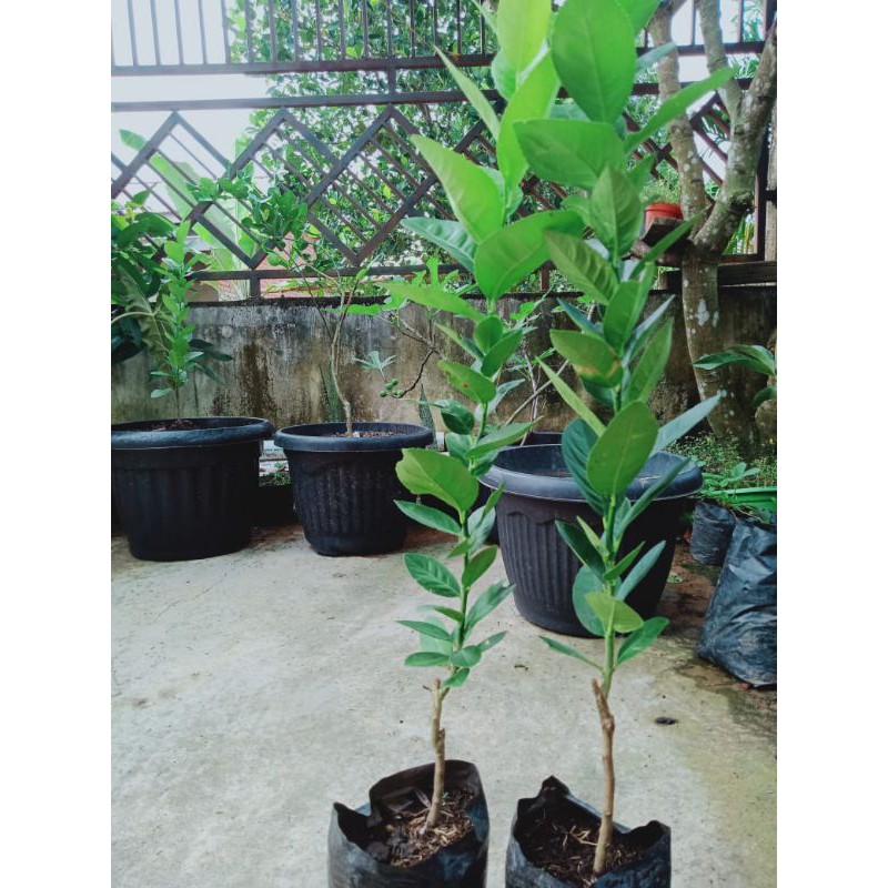 Bibit Jeruk Lemon Tanpa Biji