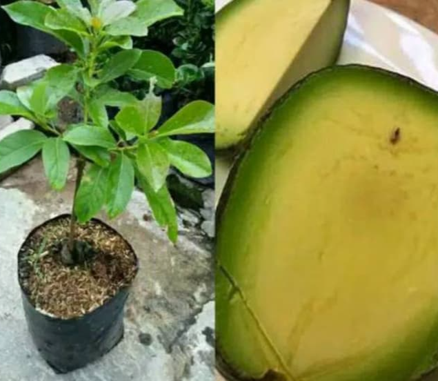 Bibit alpukat tanpa biji