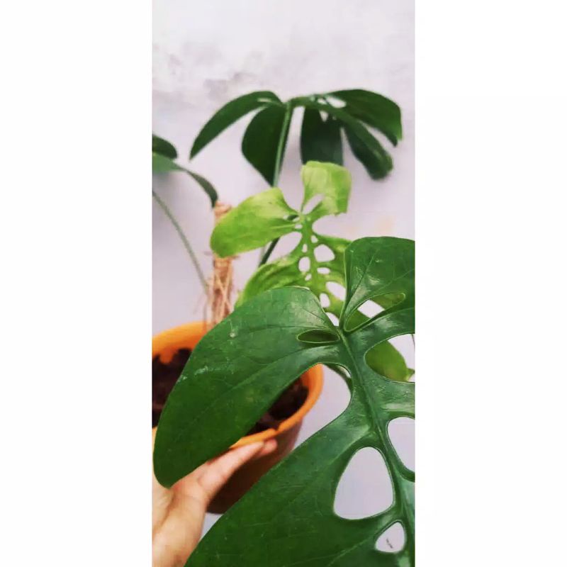 Monstera Amydrium Medium / Monstera Spiderman