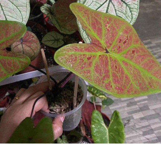 Keladi/Caladium new wave