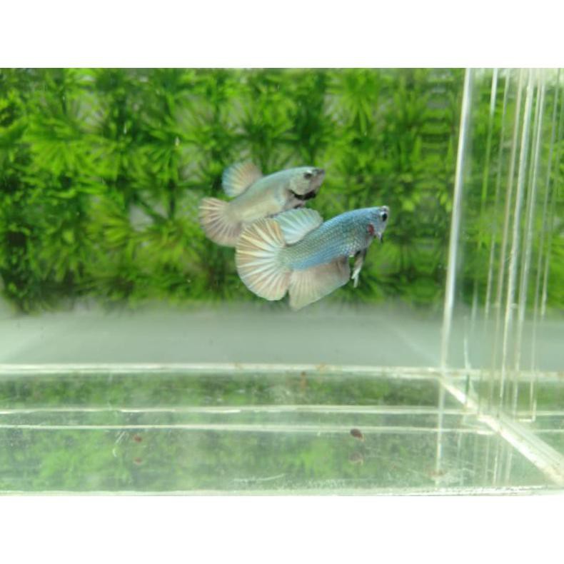 Terbaru Ikan Cupang Hias Pk Gold Cooper/Cooper