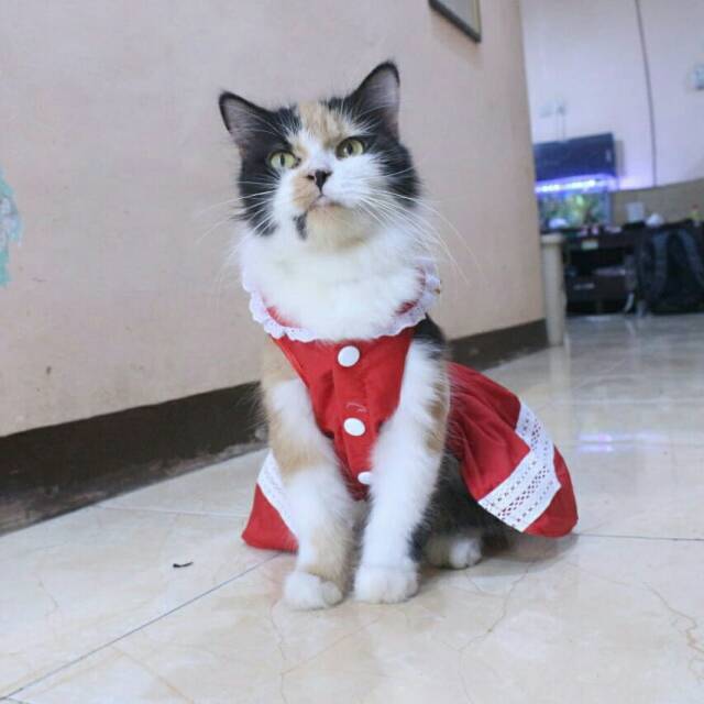 Dress natal lucu untuk kucing dan anjing / baju kucing dan anjing murah size S M L XL