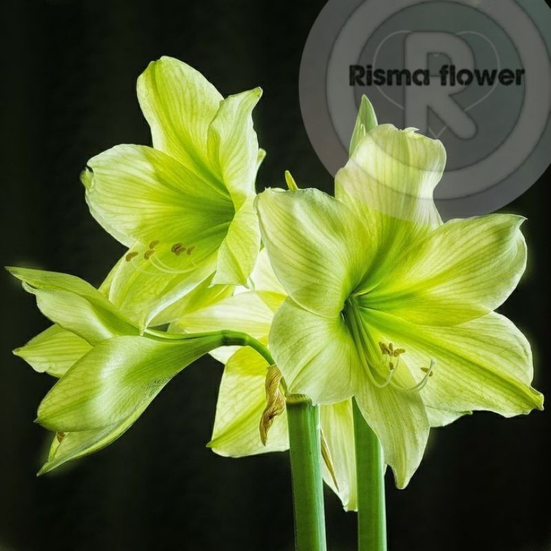 Tanaman hias Bakung amarilis bunga hijau neon ( bunga amarilis / pohon hias )