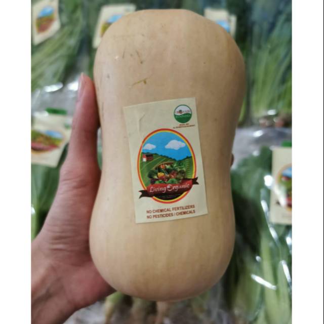 

ORGANIC || Butternut Pumpkin Utuh || Sayuran Organik