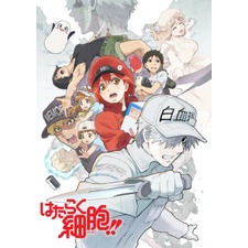 hataraku saibou season 2 anime series
