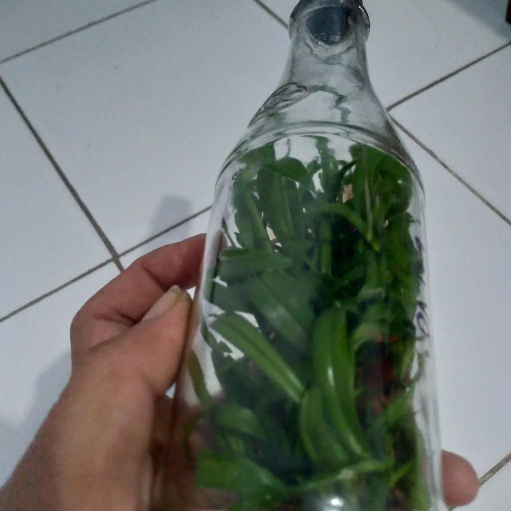 

bibit anggrek dendrobium kriting. botol