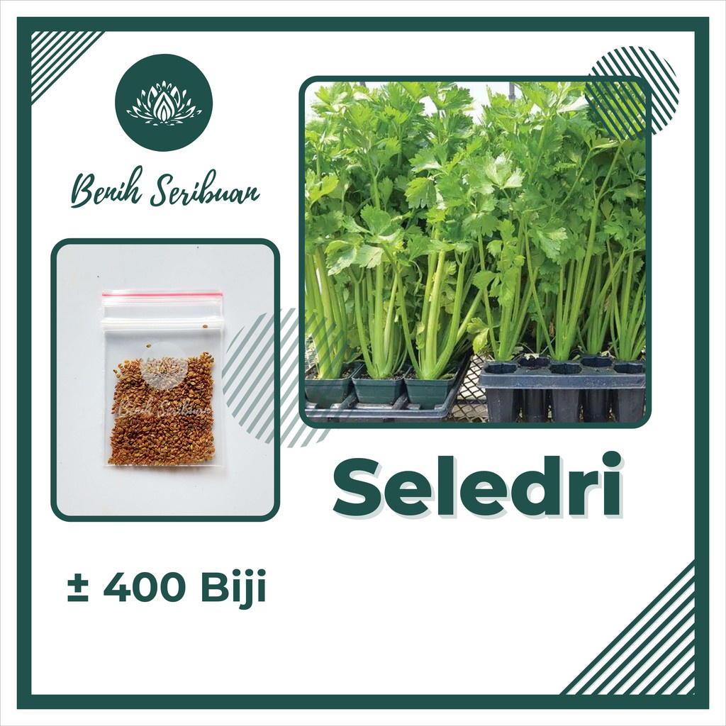 TERMURAH Bibit Sayuran Benih Sayur Paket Lengkap Tanaman Hidroponik Kangkung Bayam Cabe Sawi Unggul-SELEDRI