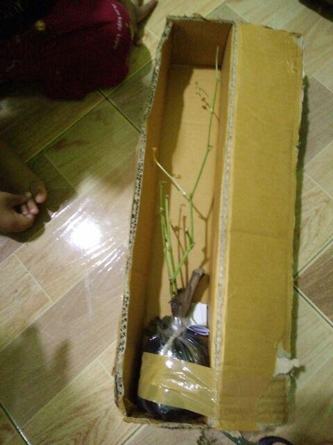 Bibit Anggur Lokal Yellow Belgie