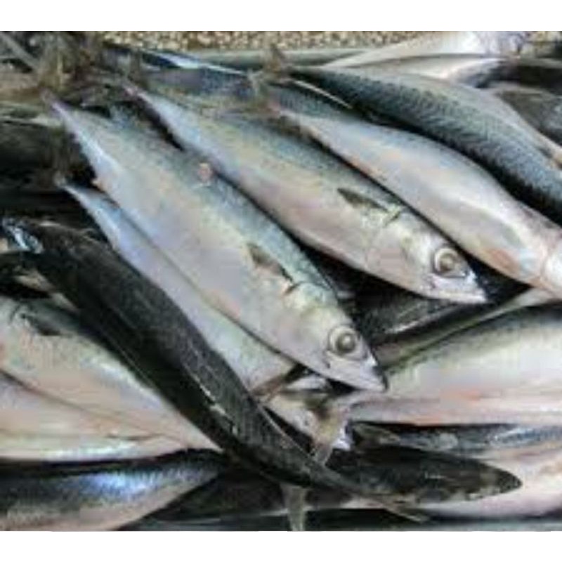 

IKAN SALEM UTUH SEGAR SURGA KEBUTUHAN KU