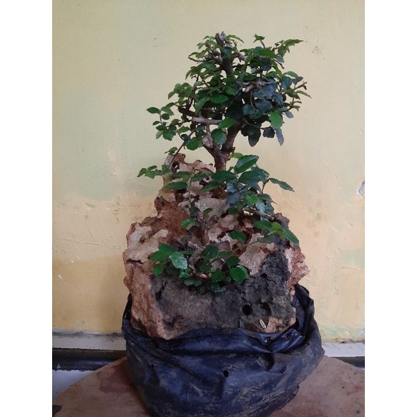 Bonsai serut on the rock