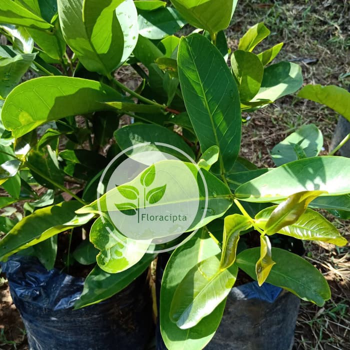 Bibit Jambu Citra Pohon Jambu Air Citra Tanaman Buah Jambu Air