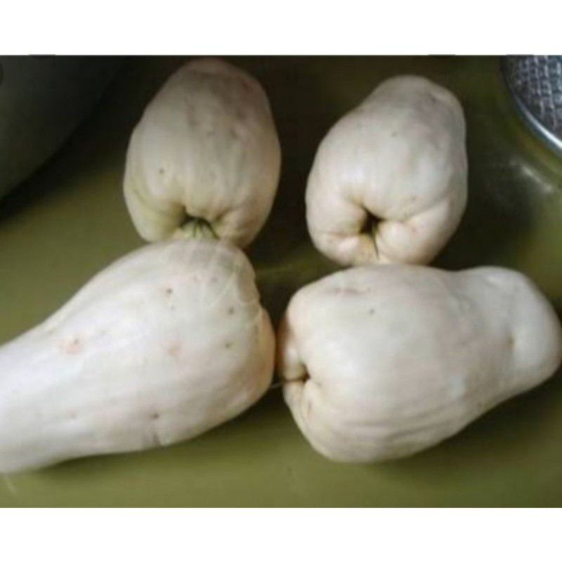 bibit jambu jamaika putih valid