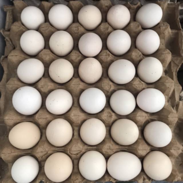 

TELUR AYAM KAMPUNG (ASLI) ( 30 butir )