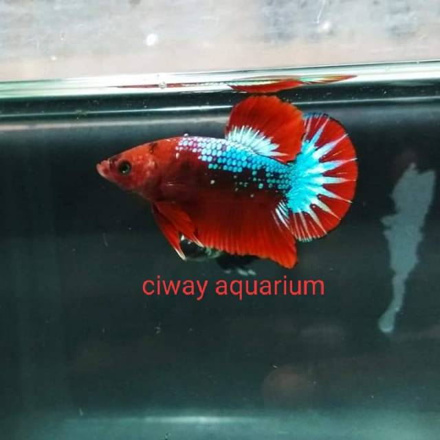 Ikan cupang jantan plakat fancy size mix S+ kombinasi ikan hias percantik aquarium murah ecer grosir
